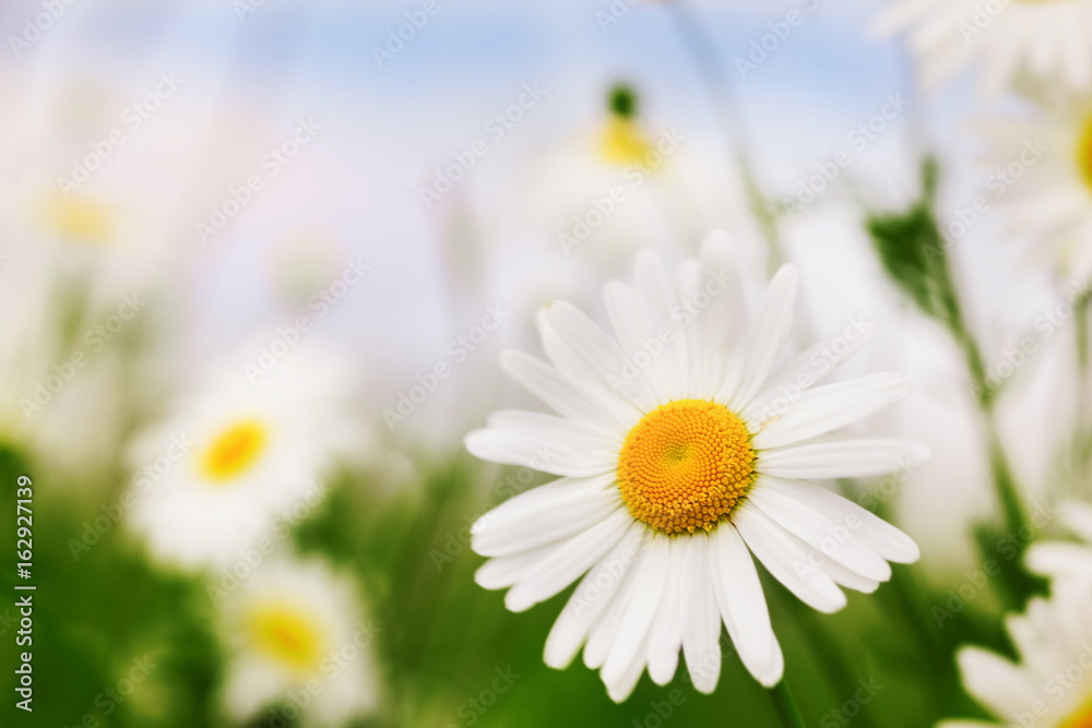 Fototapeta premium Chamomile among flowers