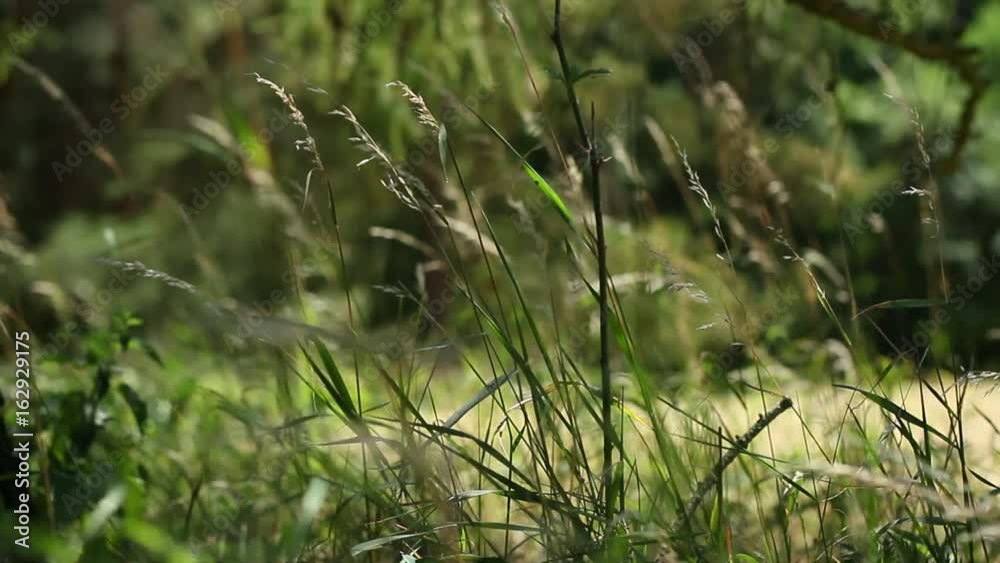 Grass in the field in wind. Forest is in background. Grass in the field in wind. Forest is in background.