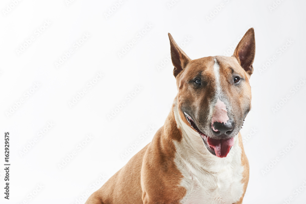 portrait of purebreed bull terrier sitting on white background with copy space