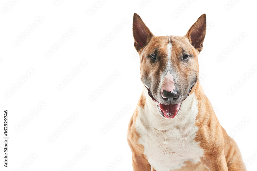 portrait of purebreed bull terrier sitting on white background with copy space