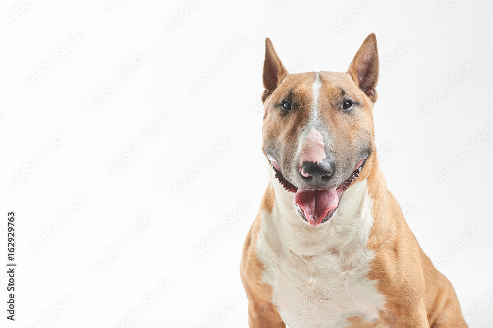 portrait of purebreed bull terrier sitting on white background with copy space
