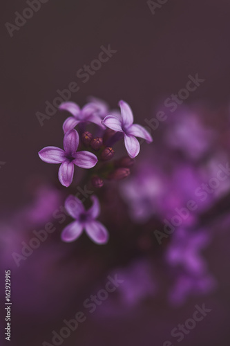 Spring Light Purple Lilac Blooms © Ember and Art