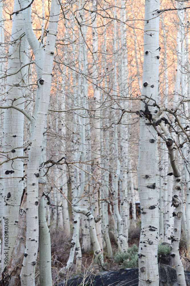 Obraz premium Aspen Trees