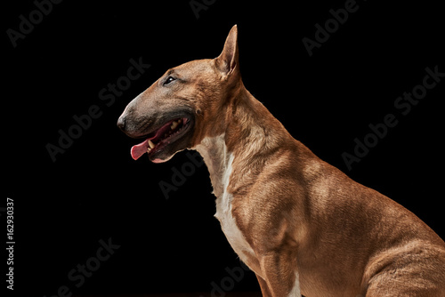 Photo portrait of purebreed bull terrier sitting on black background with copy space