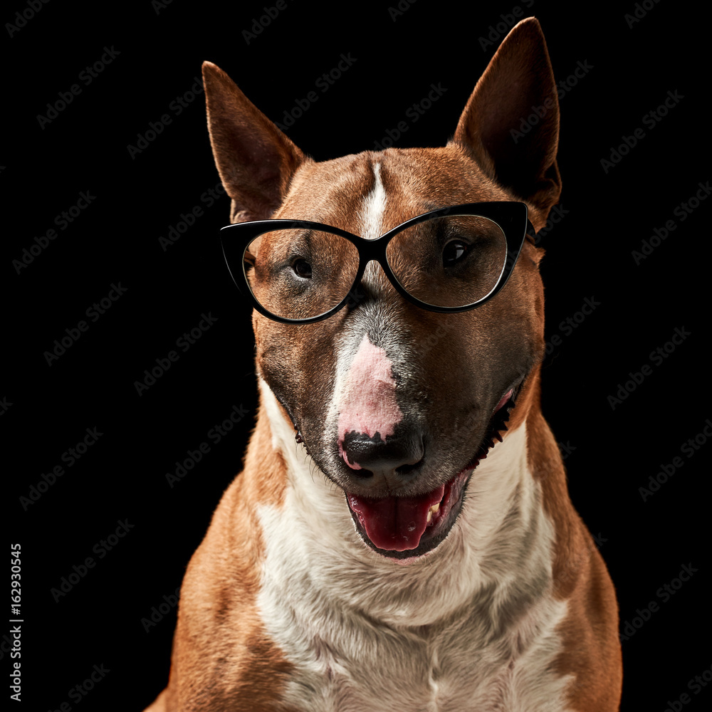 portrait of purebreed bull terrier sitting on black background with copy space