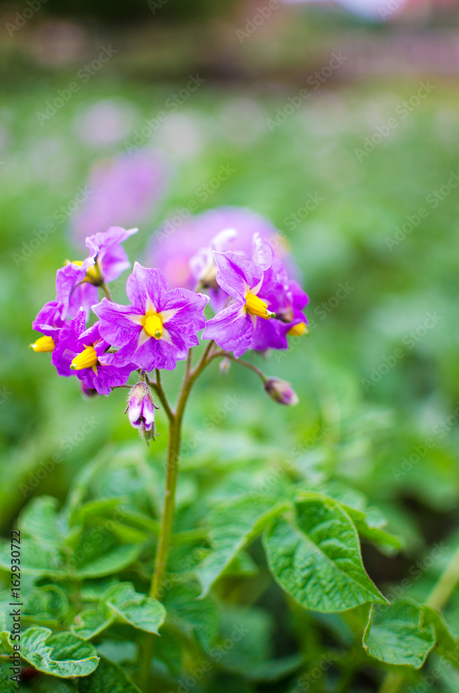 Potato flowers on a green stalk