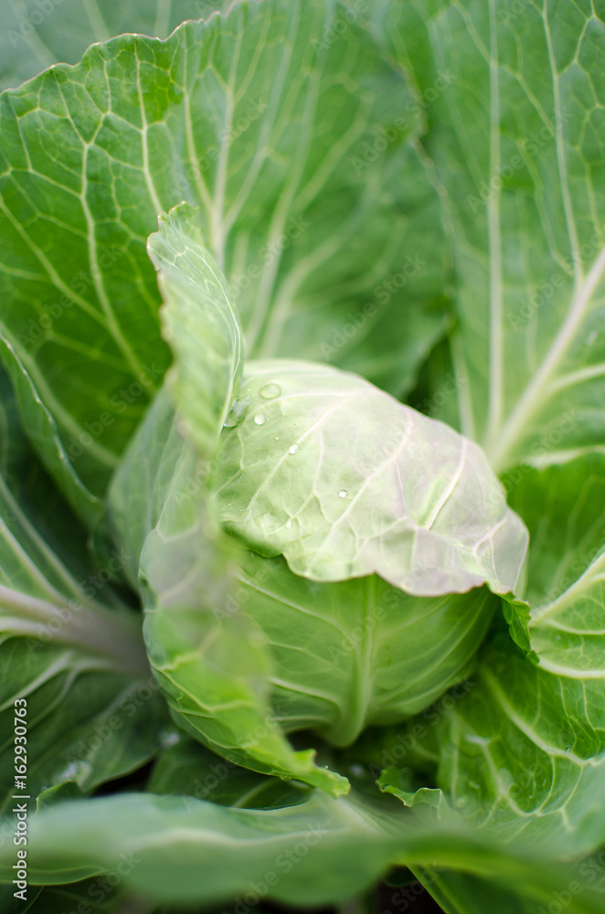 Green cabbage grows in the fresh air in the summer Green cabbage grows in the fresh air in the summer