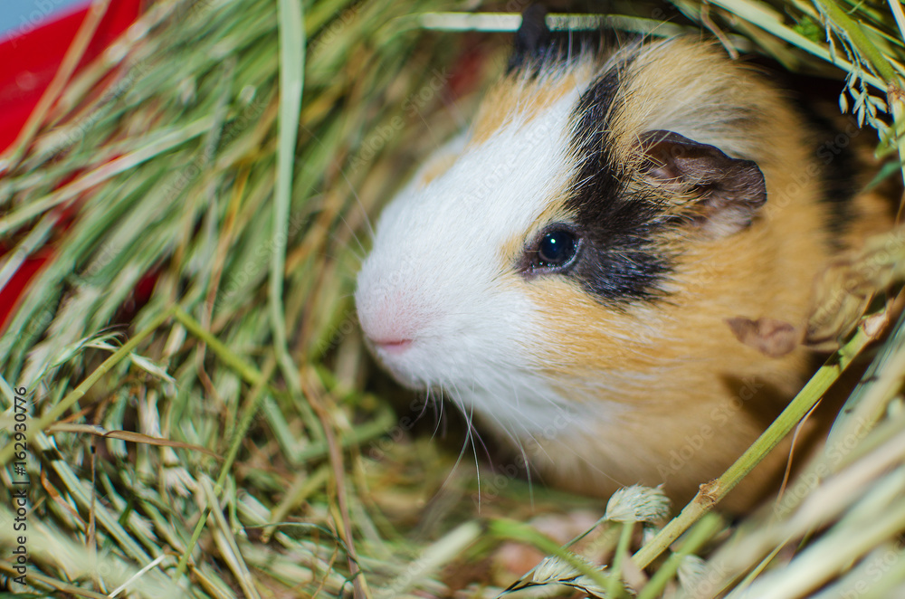 guinea pig walks in the fresh air and eating guinea pig walks in the fresh air and eating