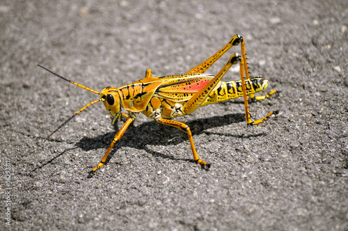 Eastern lubber Grasshopper
