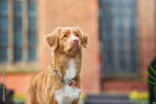 beautiful toller dog posing in the city