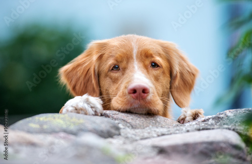 funny portrait of a toller dog outdoors