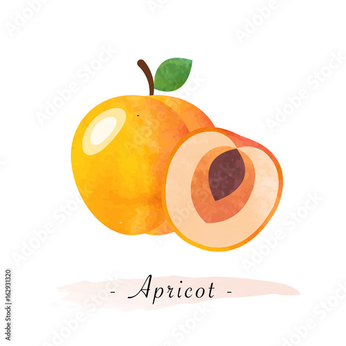 Colorful watercolor texture vector healthy fruit apricot