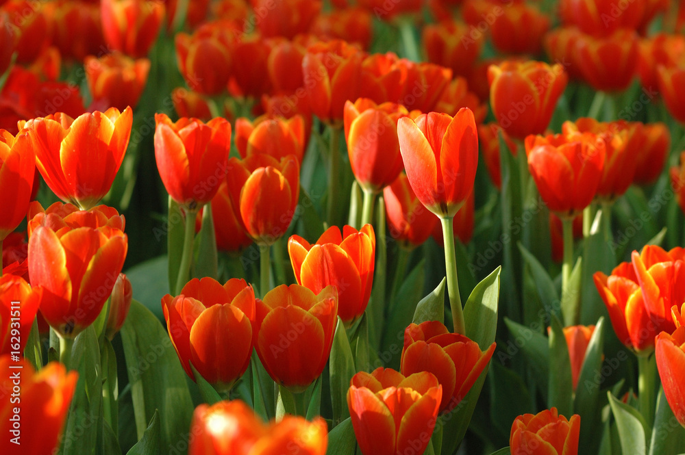 Beautiful orange tulips in a beautiful light atmosphere.