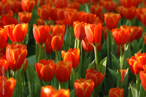 Beautiful orange tulips in a beautiful light atmosphere.