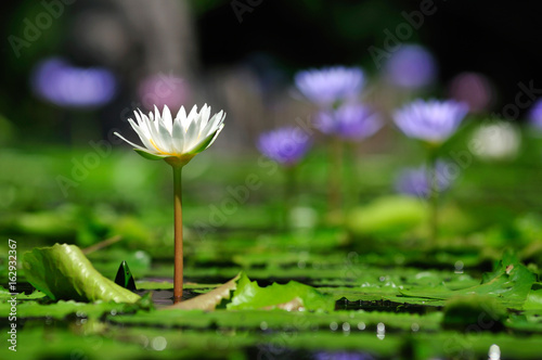White lotus in a beautiful Bokeh background.