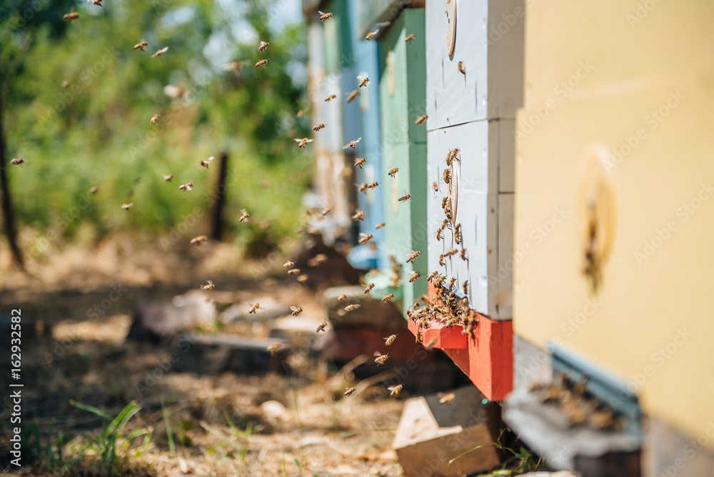 Hives in an apiary with bees flying Hives in an apiary with bees flying