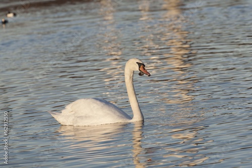 Höckerschwan