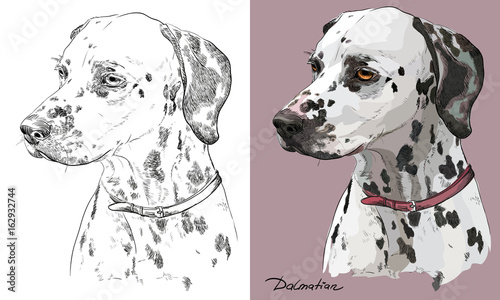 Colorful and monochrome hand drawing vector portrait of dalmatian