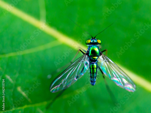 Close up Long legged fly stand on green leaves, Beautiful green fly in nature © roongrote