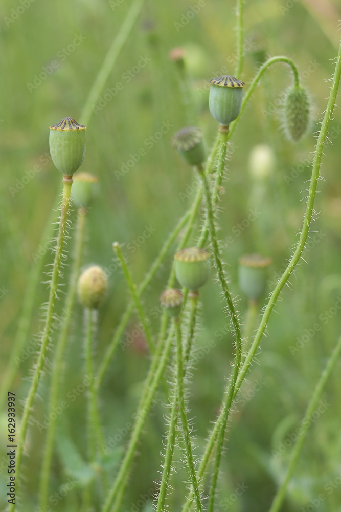 Bud and green poppy head, Opium poppy, blossom (Papaver rhoeas) Bud and green poppy head, Opium poppy, blossom (Papaver rhoeas)