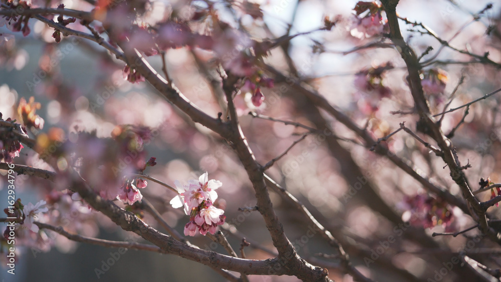 sakura in bloom in sunny spring day sakura in bloom in sunny spring day