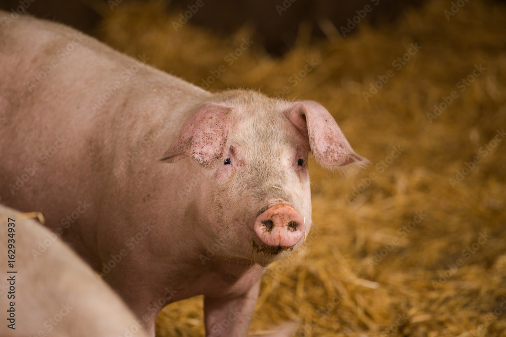 Close up portraits of pigs in a pigsty on a farm Close up portraits of pigs in a pigsty on a farm