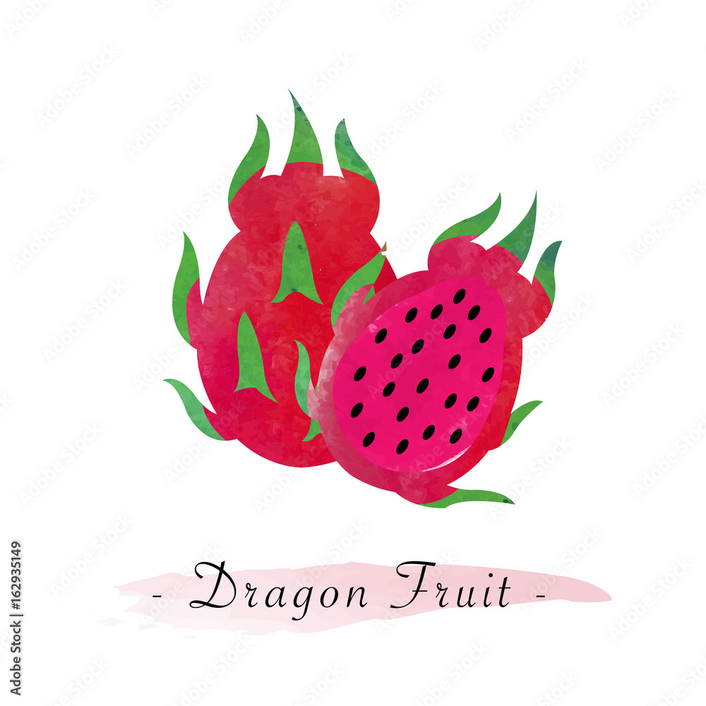Colorful watercolor texture vector healthy red meat dragon fruit pitaya