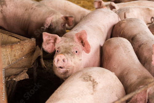Close up portraits of pigs in a pigsty on a farm © Dewald