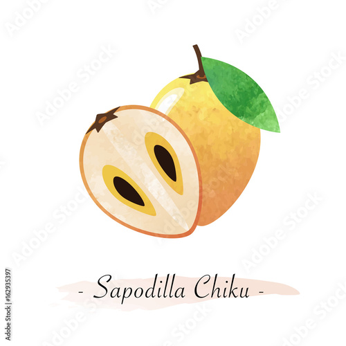 Colorful watercolor texture vector healthy fruit sapodilla chiku