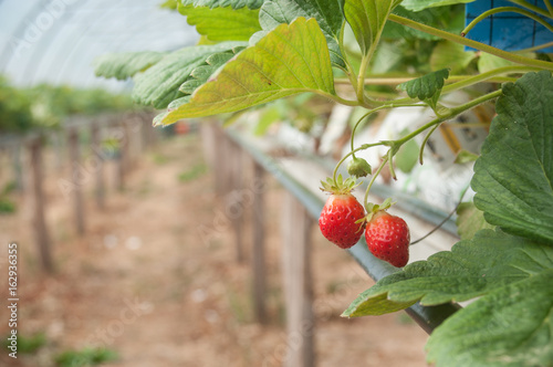 détail fraises dans une serre prévenant de l'agriculture biologique