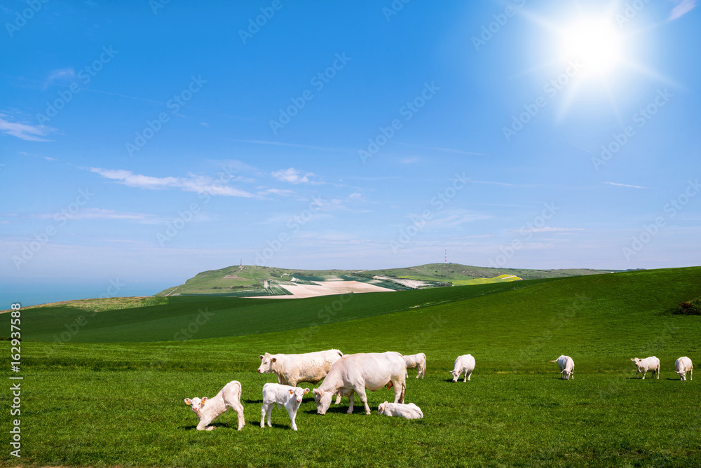 vache charolaises en pâture