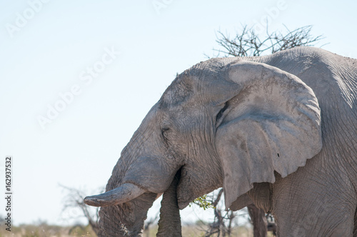 African elephants at waterhile