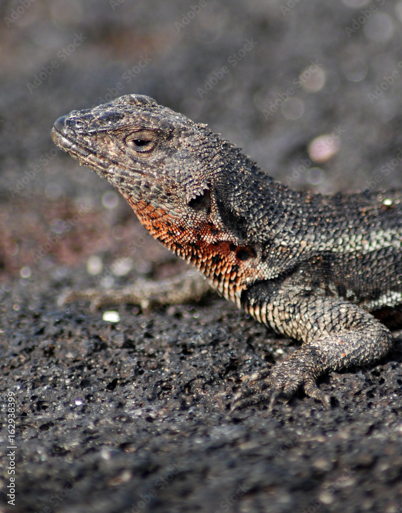 Fototapeta premium Galapagos Lizard - 0775