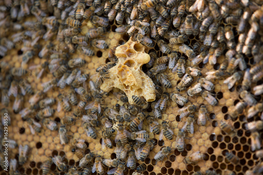 Drone bee development Drone bee development