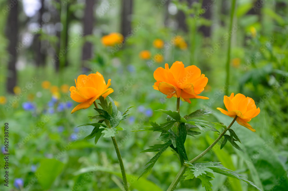 Obraz premium болото