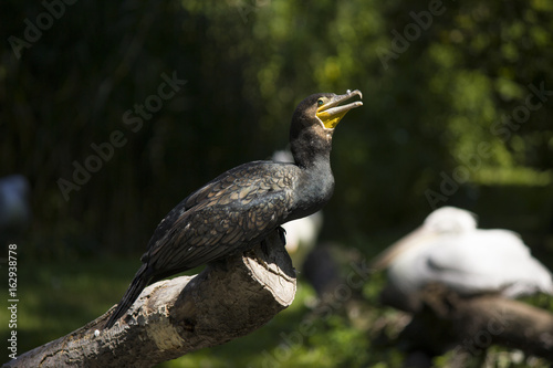 Kormoran