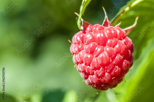 Closeup of growing organic raspberries. Ripe Raspberry in fruit garden. Selective focus.