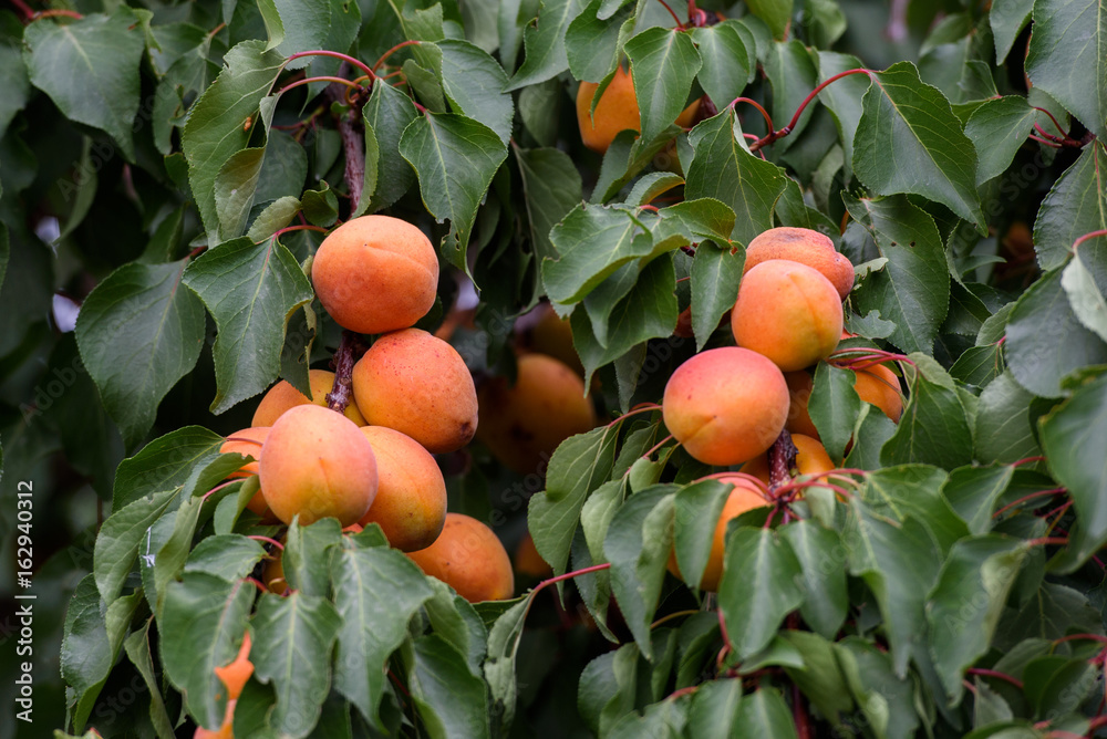 Apricot organic fruit on a tree during summer time