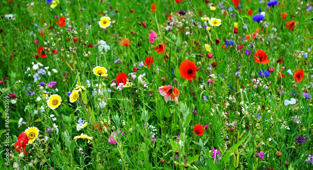 Meadow with Wildflowers