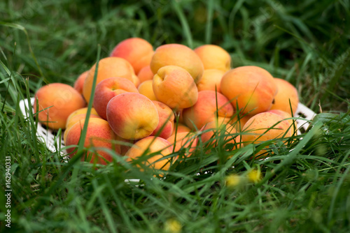 Apricot organic fruit in a plate on a grass with apricot tree in background