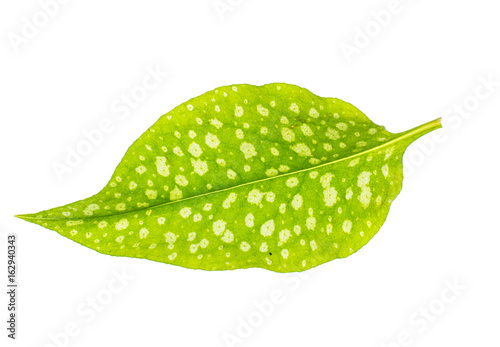 Green leaves with white specks