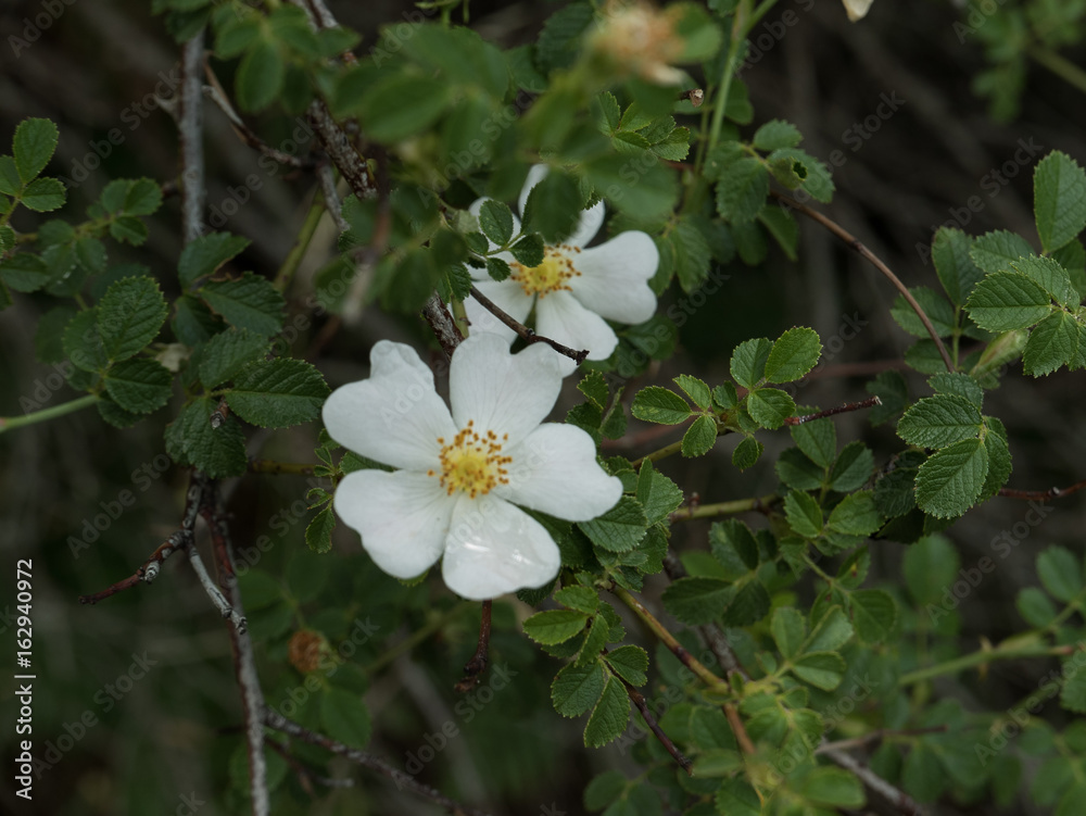 Flor jara Flor jara