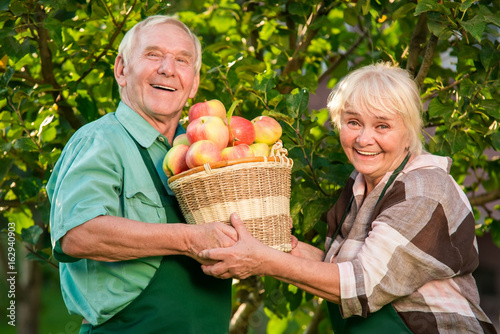 Cheerful gardeners holding apple basket. Senior woman and man smiling. Generation of hard-working.
