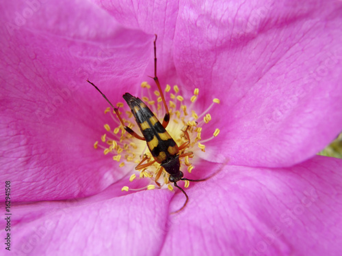 beetle on a beautiful flower.