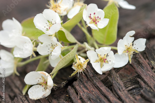 Kirschbaumblüte / Blüten von einem Kirschbaum liegen auf einem Holzuntergrund
