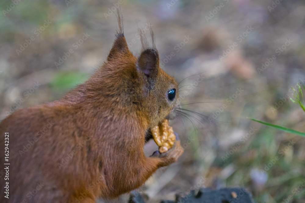 Fototapeta premium Curious squirrel. Red Squirrel. Squirrel. Forest