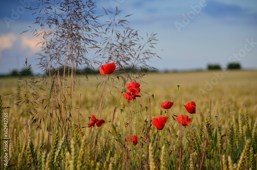 Mohnblumen  © Jörg Boeck