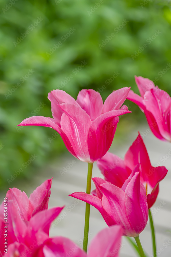 beautiful China pink tulip