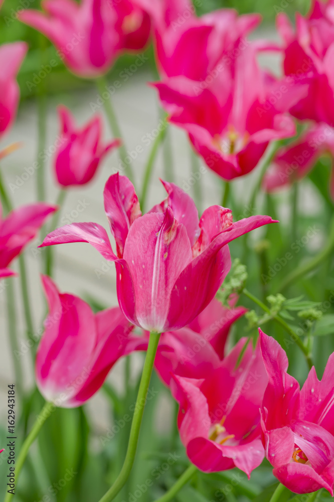 Obraz premium Close up of china pink tulips