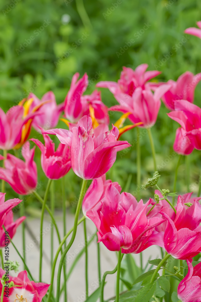 China pink tulips on green background